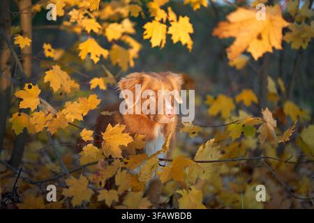 Nova Scotia Duck Tolling Retriever guarda attraverso il fogliame dorato colorato nel bosco. Le foglie autunnali luminose circondano naturalmente il cane per un caldo Foto Stock