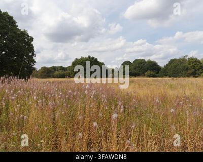 Piante fiorite rosa ed erbe secche si estendono su uno spazio aperto bordato di alberi a Mitcham Common, nel sud di Londra. Foto Stock