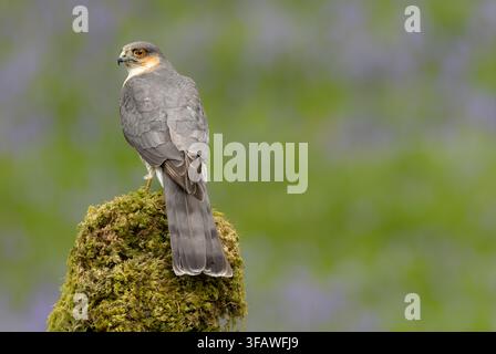 Falco sparviere, nome scientifico: Accipiter nisus, rivolto verso sinistra, vigile e appollaiato su un ceppo d'albero coperto di muschio in un ambiente boschivo. Lo sparviere v Foto Stock