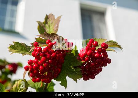 due grandi grappoli di bacche di viburno rosse mature con foglie verdi e marroni a fuoco nitido, muro bianco del monastero e finestra sfocate sullo sfondo. Foto Stock