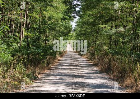 Una strada sterrata di ghiaia vuota che attraversa una fitta foresta di acacie verdi in una luminosa giornata estiva soleggiata. Foto Stock