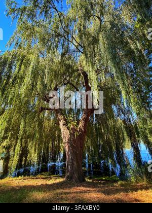 Un grande salice piangente (Salix babylonica) che cresce lungo il fiume Leperlee a Ieper, Belgio. Foto Stock