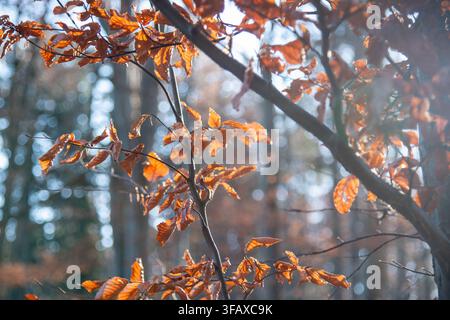 Primo piano di vivaci foglie di faggio arancioni e ramate appese a sottili rami di alberi, illuminate dal retro da una calda luce solare. Lo sfondo sfocato morbido Foto Stock
