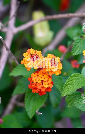 Una fotografia in primo piano verticale di grappoli di fiori di lantana camara di un arancione, giallo e rosso vivaci, che sbocciano tra foglie verdi strutturate e steli legnosi in un giardino. Foto Stock
