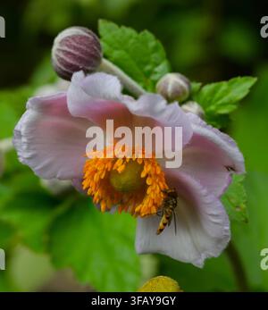 Un primo piano di una testa di fiore di anemonio giapponese con una mosca sirfidica che si nutre al suo centro. Foto Stock