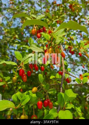 Bacche di goumi mature appese ai rami con foglie verdi, Elaeagnus multiflora Foto Stock