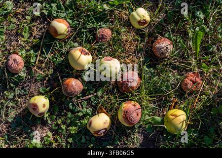 Mele marce cadute sull'erba verde nel frutteto, primo piano. Mele rovinate e marce che giacciono a terra sull'erba verde, rappresentando perdita di raccolto, pianta Foto Stock