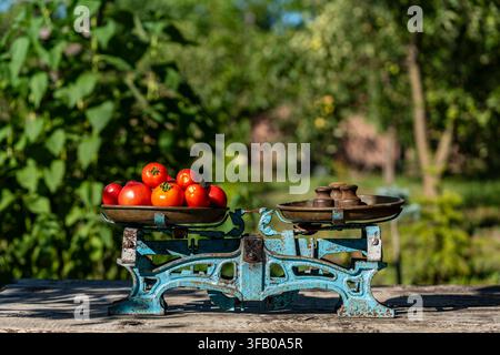 Bilancia vintage con pomodoro rosso e pesi in giardino. Vecchia bilancia blu arrugginita con pomodori rossi biologici freschi su tavolo di legno all'aperto l Foto Stock