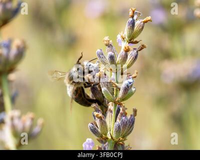Ape mellifera occidentale (Apis mellifera) che raccoglie nettare su fiori di lavanda a Venoy, Francia Foto Stock