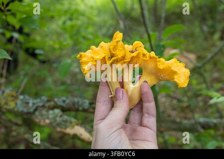 Persona che tiene in mano funghi gallinacci dorati freschi su uno sfondo di vegetazione forestale verde, funghi selvatici crudi biologici Foto Stock
