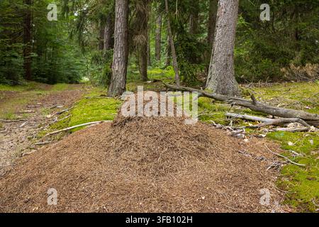 Grande formicaio costruito con aghi di pino e rametti secchi accanto a un tronco caduto in una foresta di conifere, struttura di cumulo habitat naturale per insetti della fauna selvatica Foto Stock