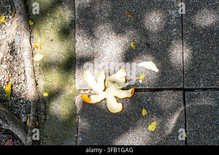 Buccia d'arancia sparsa su un marciapiede illuminato dal sole all'aperto. Foto Stock