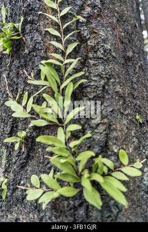Piante verde che cresce su una corteccia d'albero ruvida. Foto Stock
