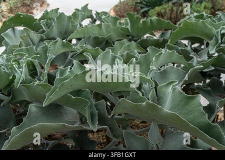 Grande pianta a foglia verde in un contesto di giardino all'aperto. Foto Stock