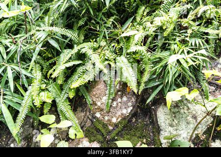 Felci che crescono su roccia muschiosa in un ambiente lussureggiante. Foto Stock