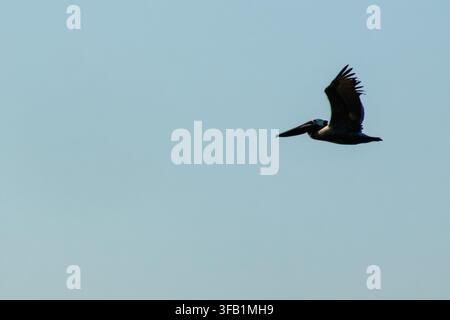 Un pellicano scuro vola su un cielo azzurro chiaro con le ali largamente spiegate, lasciando spazio libero per il testo. Foto Stock