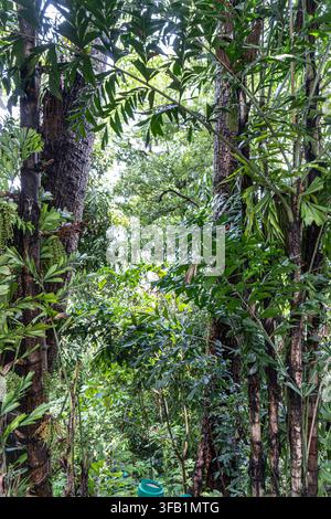 Vegetazione tropicale lussureggiante che circonda grandi tronchi d'albero. Foto Stock