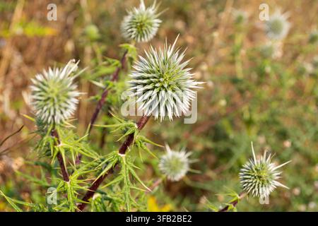 Echinops spinoso (Echinops spinosissimus) Foto Stock