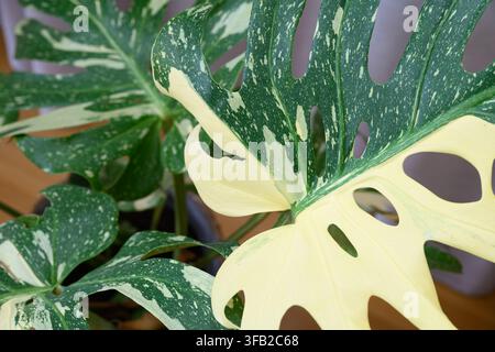 Monstera deliciosa 'Thai Constellation' con foglie variegate Foto Stock
