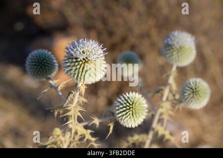 Echinops spinoso (Echinops spinosissimus) Foto Stock