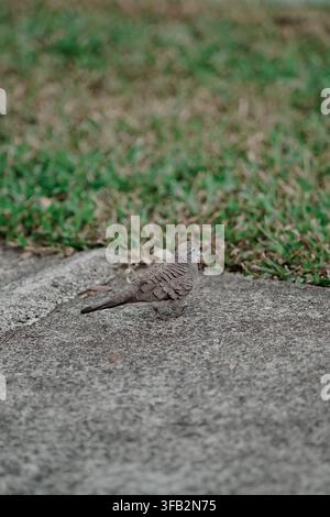 Una bellissima Colombina zebra (Geopelia striata) catturata di profilo laterale mentre cammina su un sentiero di cemento. Foto Stock