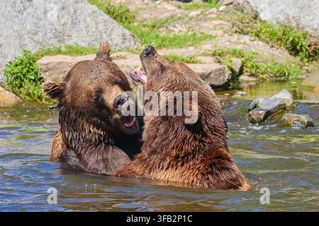 L'orso bruno (Ursus arctos) si azzuffa giocosamente con un altro orso nel suo habitat naturale. Foto Stock