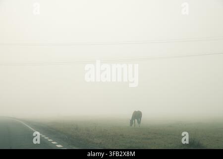 Una silhouette scura di un singolo cavallo che pascola in un campo proprio accanto a una strada asfaltata curva avvolta da una nebbia fitta e pesante. Minimalista e atmosferica rurale Foto Stock