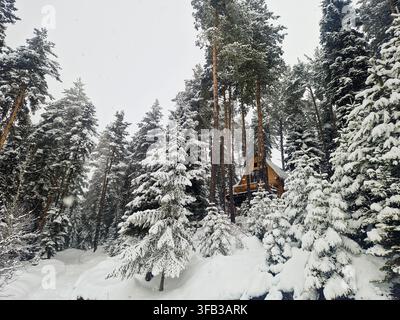 Accogliente capanna di legno parzialmente nascosta tra pini coperti di neve in una tranquilla foresta invernale, con neve fresca che ricopre i rami e il terreno profondo Foto Stock