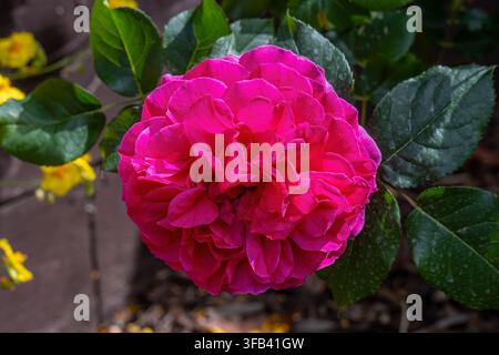 Un vivido primo piano di una rosa cespugliosa inglese di un rosa magenta profondo, con petali a rosetta densamente stratificati circondati da foglie verde intenso in luce naturale brillante Foto Stock