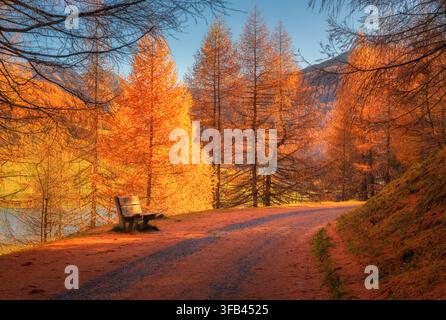 Panchina di legno su un sentiero boschivo in una foresta di larici dorati in autunno Foto Stock
