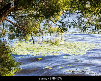 Salice sopra ninfee in fiore nell'acqua del fiume Middle Nevka nel Yelagin Island Public Park a San Pietroburgo, Russia, in una giornata estiva soleggiata Foto Stock