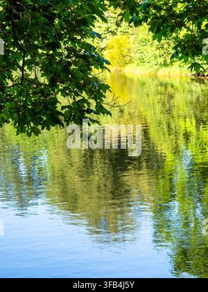 foglie d'acero verdi in primo piano e superficie dello stagno con riflessione degli alberi sullo sfondo nel parco pubblico di Yelagin Island a San Pietroburgo ci Foto Stock