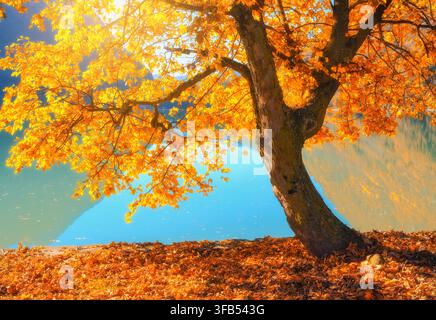 Acero dorato con foglie autunnali su un lago alpino turchese Foto Stock