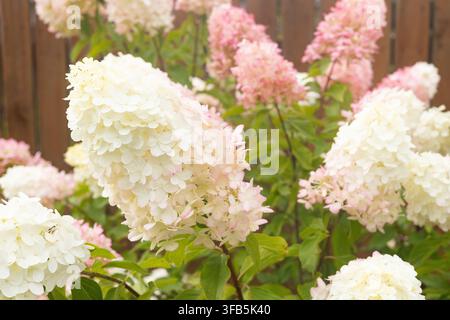 Fiori di ortensia paniculata bianchi e rosa, cespugli di ortensia a panicoli in fiore vicino a una recinzione di legno, bellissimo sfondo estivo del giardino. Foto Stock