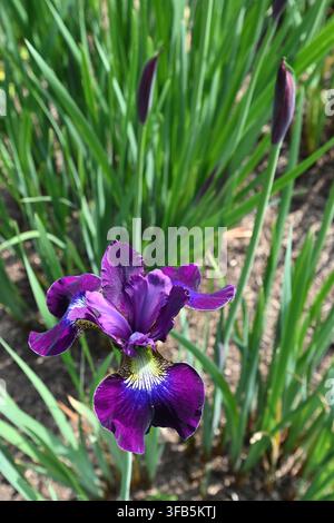 Fiori dell'inizio estate dell'iris siberiano, Iris sibirica Berlin Purple Wine che cresce in un giardino del Regno Unito a maggio Foto Stock