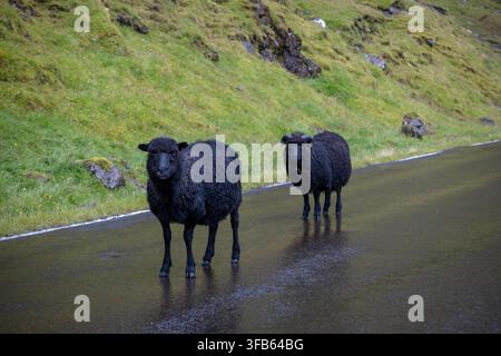 Pece nera in piedi su una strada bagnata a Funningur Foto Stock