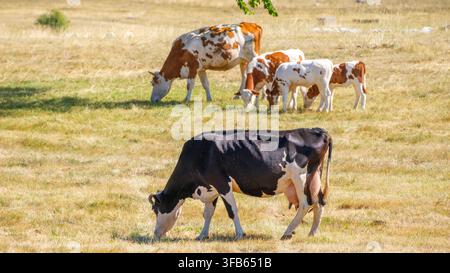 Piccolo gregge di bovini che pascola sull'erba verde di un prato in un paesaggio montano rustico, che mostra una vita rurale tranquilla, l'allevamento del bestiame e il naturale Foto Stock