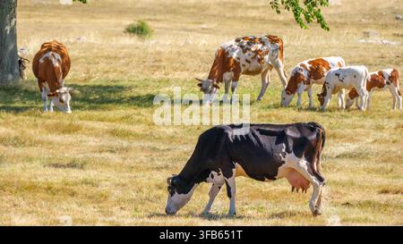 Piccolo gregge di bovini che pascola sull'erba verde di un prato in un paesaggio montano rustico, che mostra una vita rurale tranquilla, l'allevamento del bestiame e il naturale Foto Stock