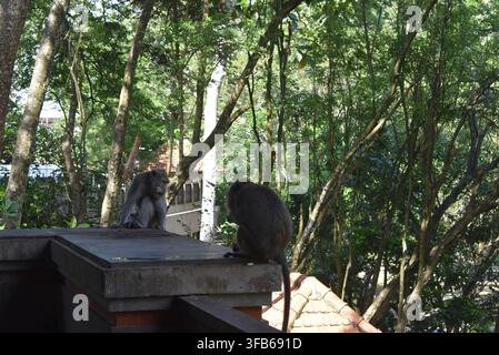 Due scimmie macachi selvatiche sedute su una struttura a muro di cemento con sfondo di alberi di foresta tropicale verde nel santuario di Ubud. Foto Stock