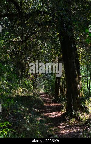 Sentiero sterrato che si snoda attraverso una fitta foresta temperata di Valdivia, Valdivia, Cile. Foto Stock