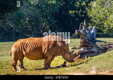 Rinoceronte bianco del sud (Ceratotherium simum simum) all'Australia Zoo, Beerwah, Queensland, Australia Foto Stock