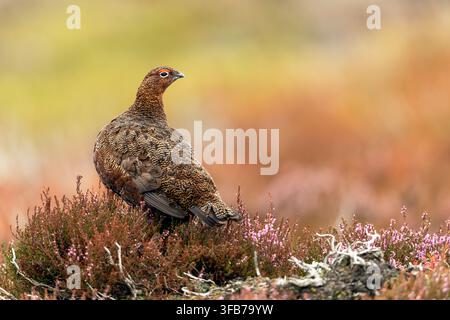 Maschio di Fagiano rosso, nome scientifico: Lagopus Lagopus Scotica, in piedi tra l’erica in fiore su una brughiera gestita per i fagiani a Swaledale, Yorkshire Dales Foto Stock