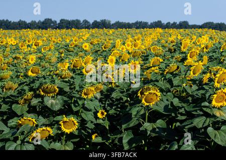Infiniti girasoli si ergono in file gentili con petali radianti e centri audaci. Il raccolto rigoglioso ricopre la terra e riecheggia il cielo azzurro mentre l'estate imperversa Foto Stock