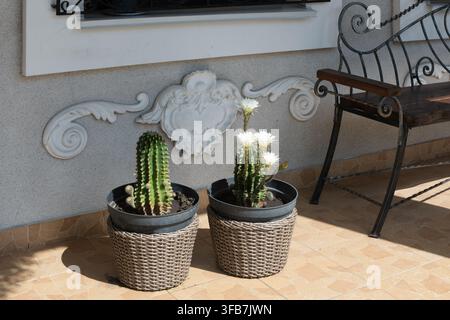 Due piante di cactus in vasi su una terrazza. Due piante di cactus in vasi su una terrazza. Foto Stock