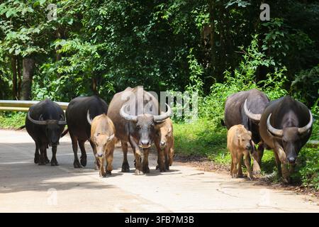 Un branco di bufali africani che cammina su una strada boschiva, con vitelli e corna curve che creano una potente scena di fauna selvatica Foto Stock