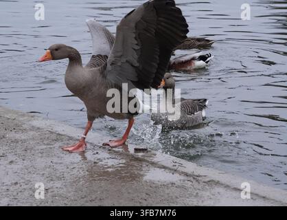 Oca greigia (Anser anser) che sbatte le ali mentre esce dall'acqua su una riva di lago in cemento, scatto dinamico d'azione. Foto Stock