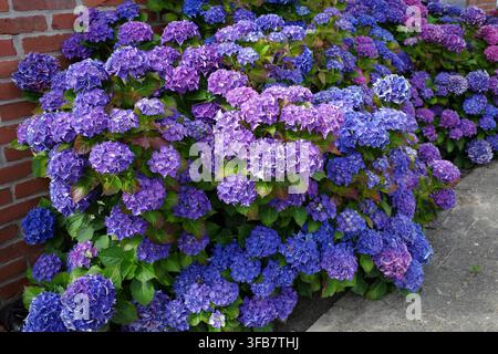 Vibranti arbusti di Hydrangea macrophylla con grappoli di fiori viola e blu crescono rigogliosamente contro un muro di mattoni rossi. Le teste dei fiori sono densamente impacchettate Foto Stock