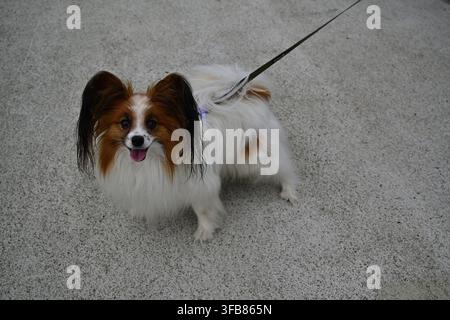 Cane Papillon felice al guinzaglio che guarda in alto con un atteggiamento gioioso. Foto Stock