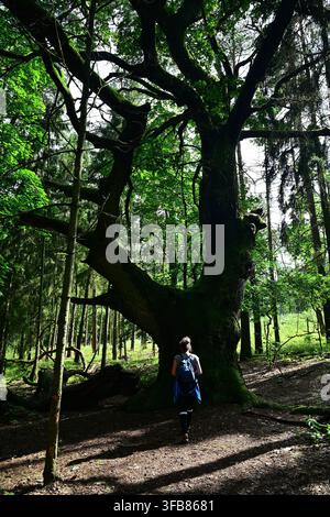 Escursionista che esplora l'antica quercia gigante in una foresta verdeggiante lussureggiante con tronco e chioma ricoperti di muschio - Corno d'Orso, Masuria Foto Stock