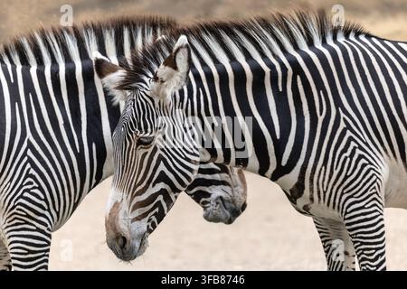 Prima vista di due zebre di Grevy (Equus grevyi) in piedi fianco a fianco, che mostrano il loro caratteristico mantello a strisce nere e bianche e il loro marchio unico Foto Stock